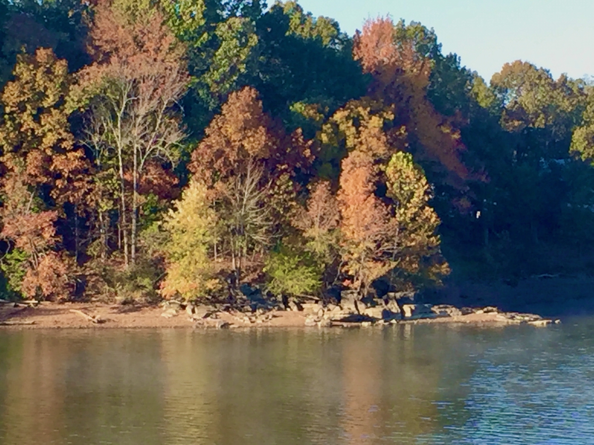 fall trees-cumberland river.jpeg