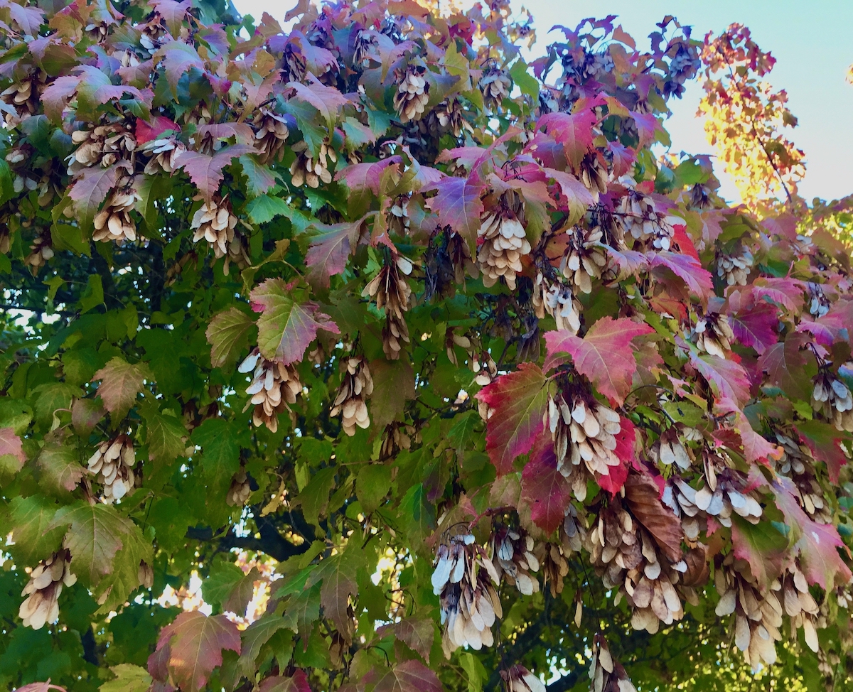 amur maple with flowers .jpeg