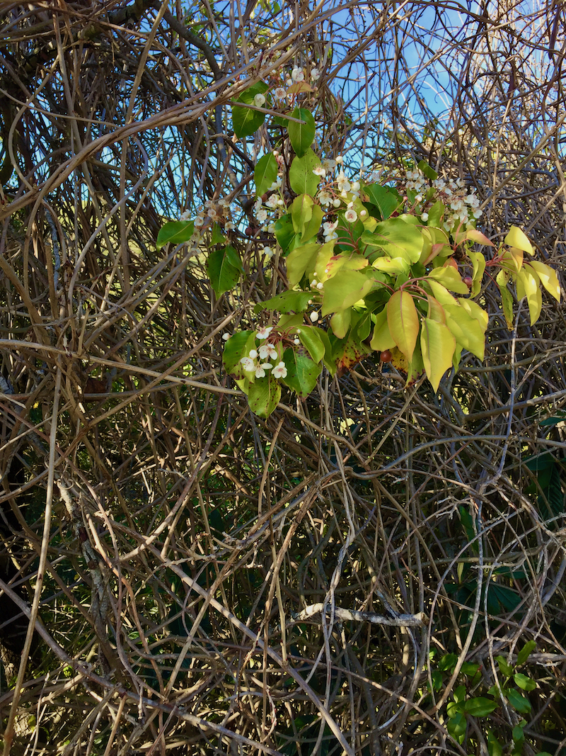 wisteiar winter- pear blooms.jpeg