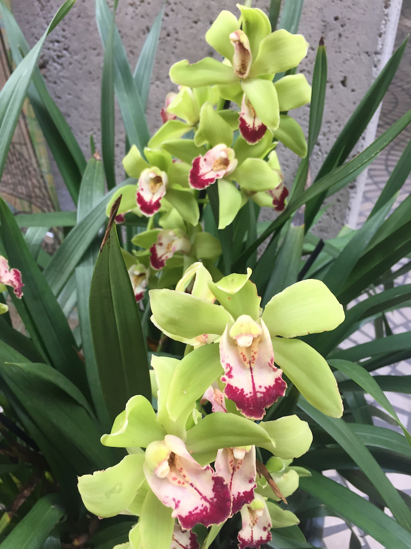 gree cymbidium orchids.jpeg