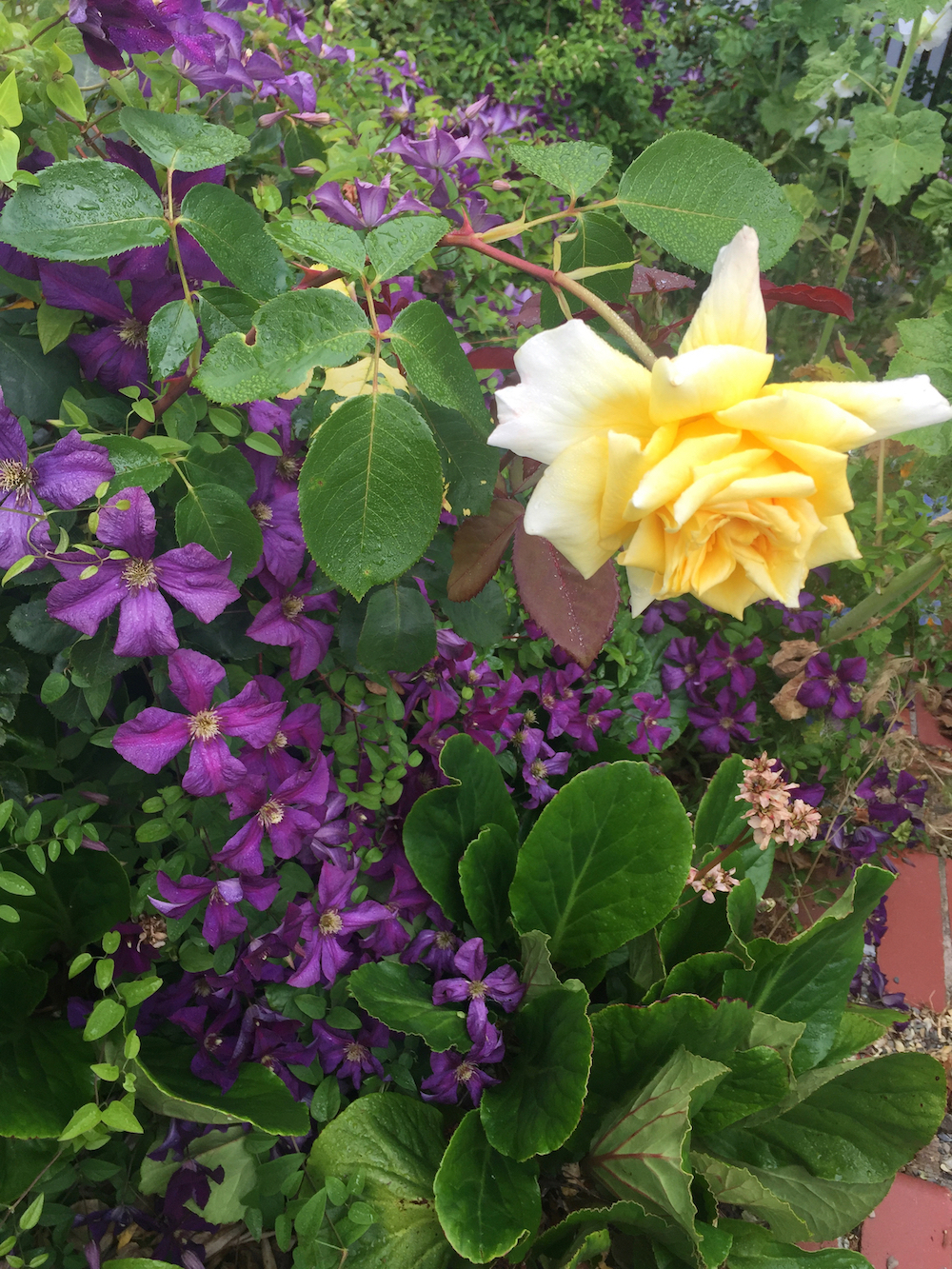 clematis and yellw rose.jpeg